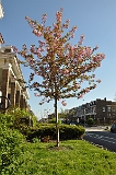 Kwanzan Cherry Tree 2009 02